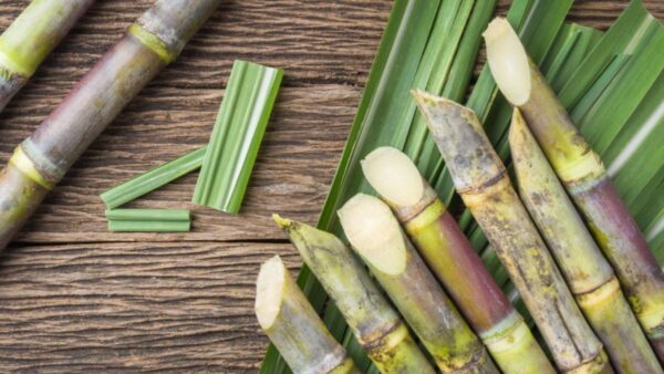 Sugarcane is a giant tropical grass from the family Graminaceae, whose stalk has the particular capacity to store a crystallizable sugar, sucrose. Its main use is in industrial processing of the stalks to make rum